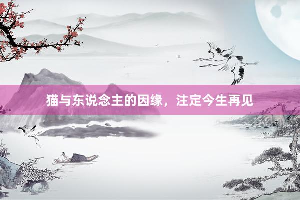 猫与东说念主的因缘，注定今生再见
